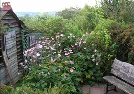 terrace