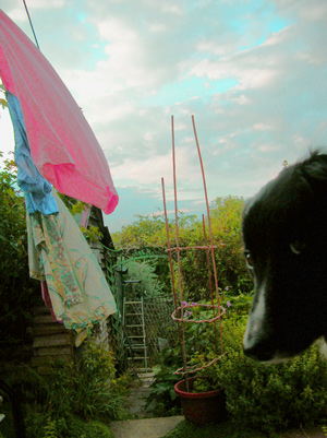 My collie dog Maisy, sitting on the back doorstep in the evening, the washing on the line.