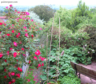 Scharlachglut, a Gallica rose, and my small terrace.